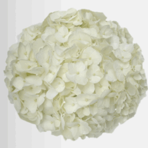 Hydrangea White - Premium